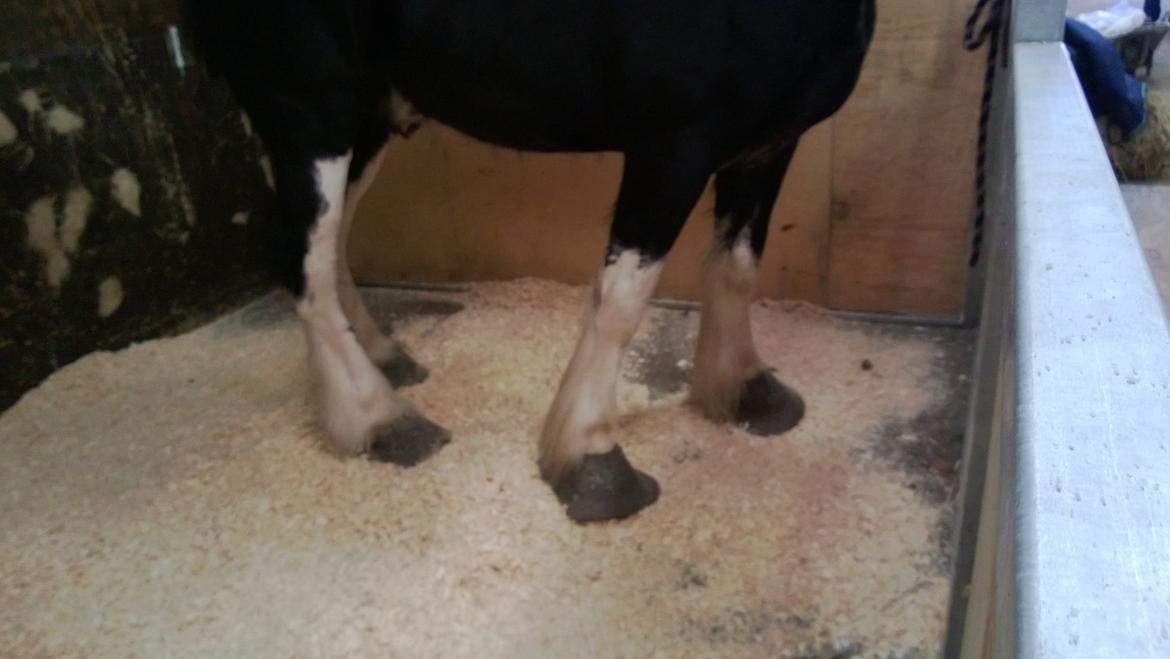 Verdens største shire show i Peterborough 2013 - Disse er for at hesten , ikke træder sko og hovskæg af.
Nogle af hestene kom ikke på fold, netop af denne grund. billede 66