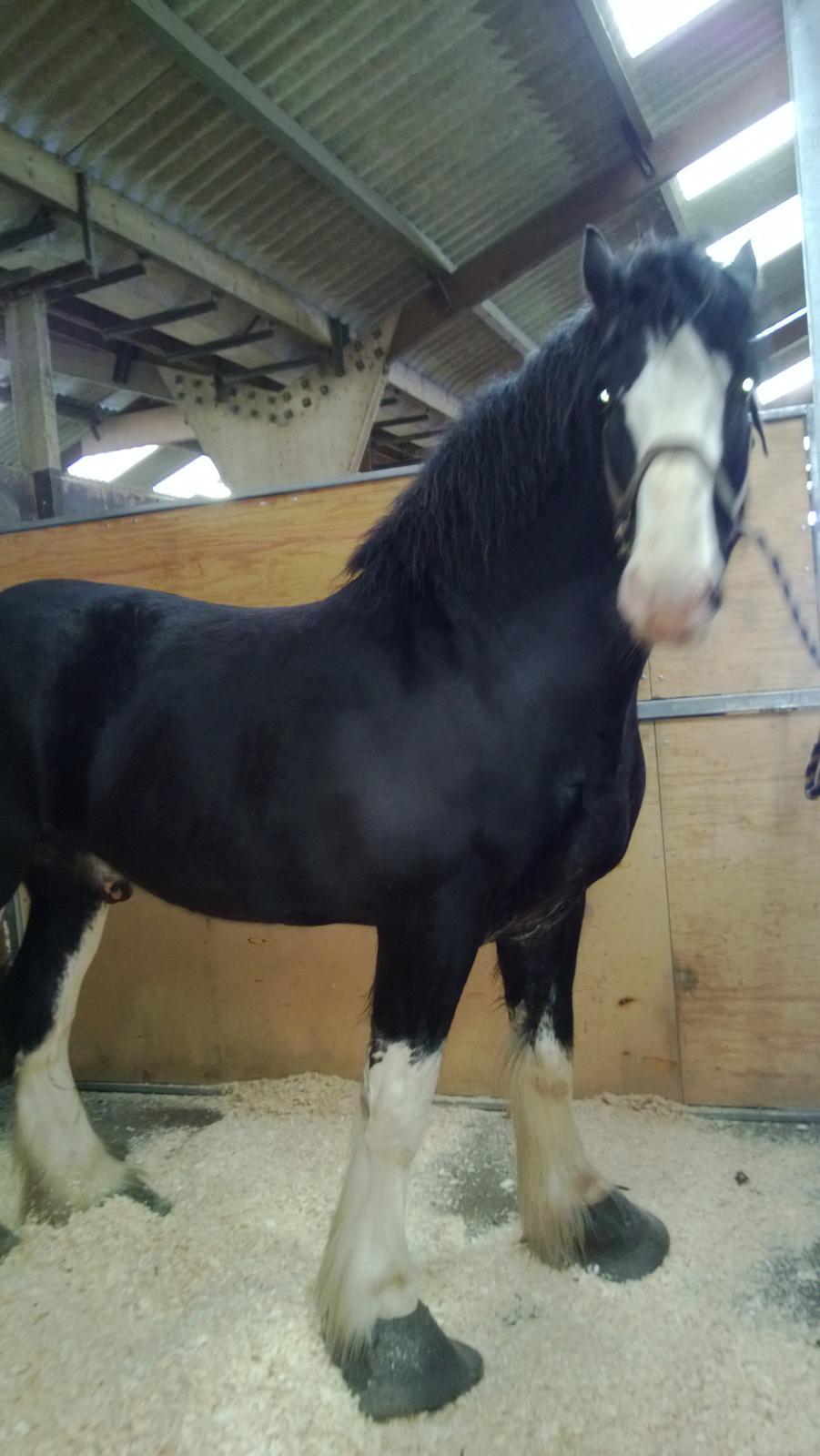 Verdens største shire show i Peterborough 2013 billede 67