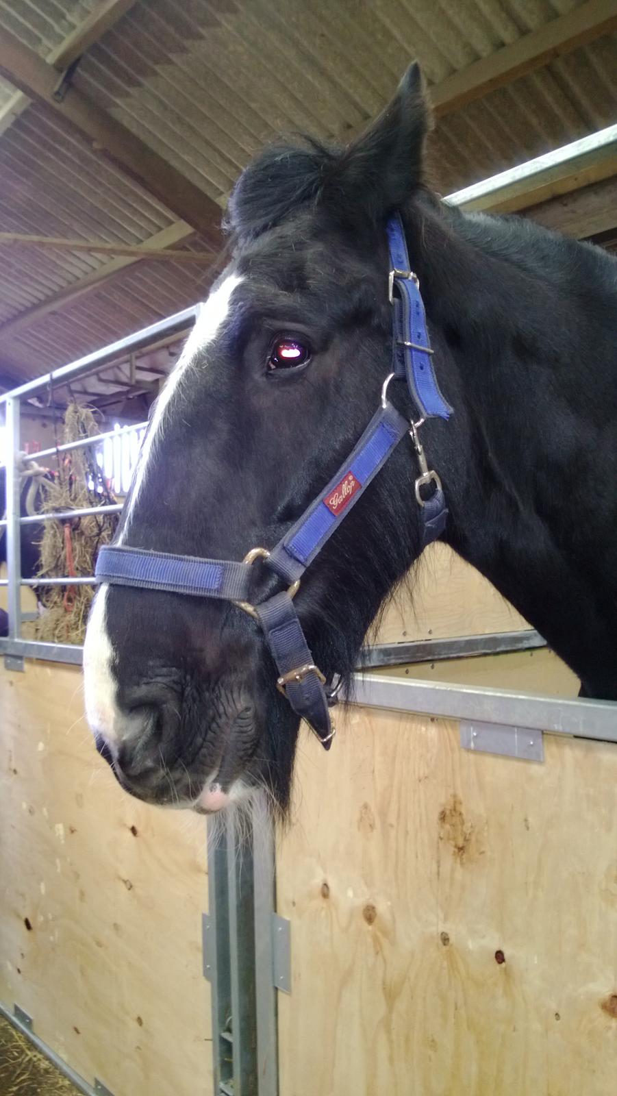 Verdens største shire show i Peterborough 2013 billede 70