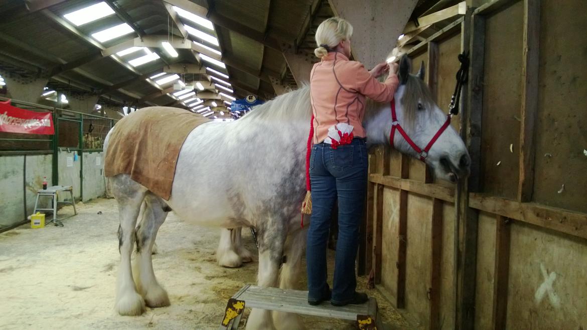 Verdens største shire show i Peterborough 2013 billede 71