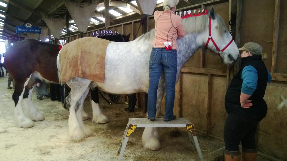 Verdens største shire show i Peterborough 2013 billede 72