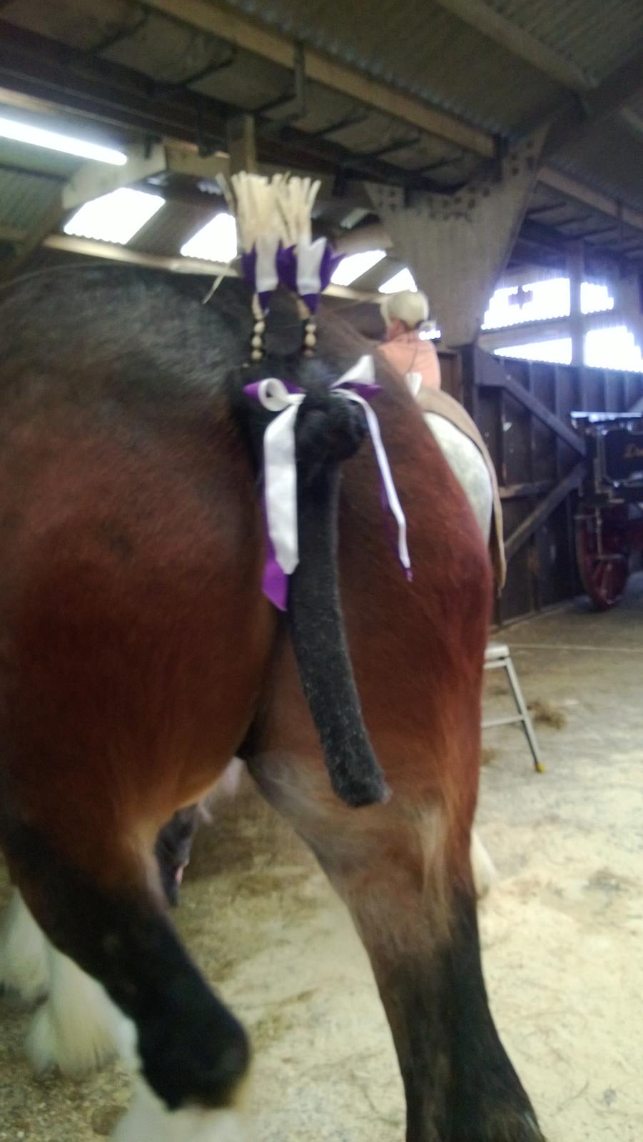 Verdens største shire show i Peterborough 2013 - De fleste af halehårene klippes af, for at vise hestens bagparti ordenteligt. billede 73