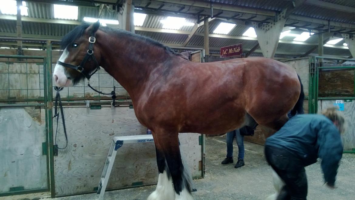 Verdens største shire show i Peterborough 2013 billede 74