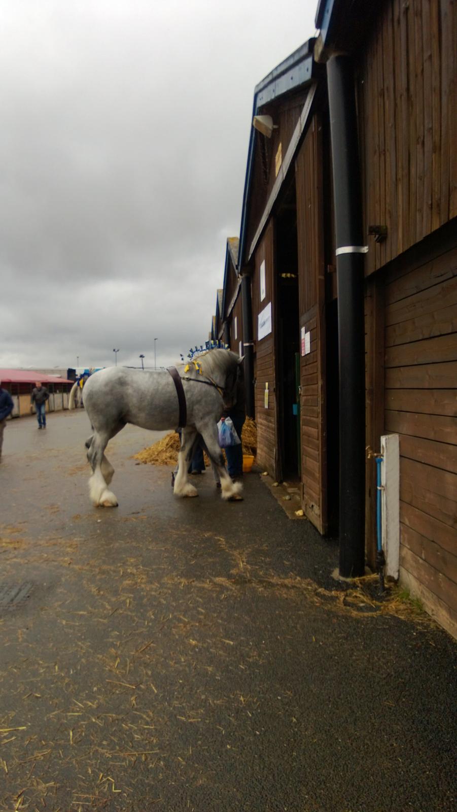 Verdens største shire show i Peterborough 2013 billede 75