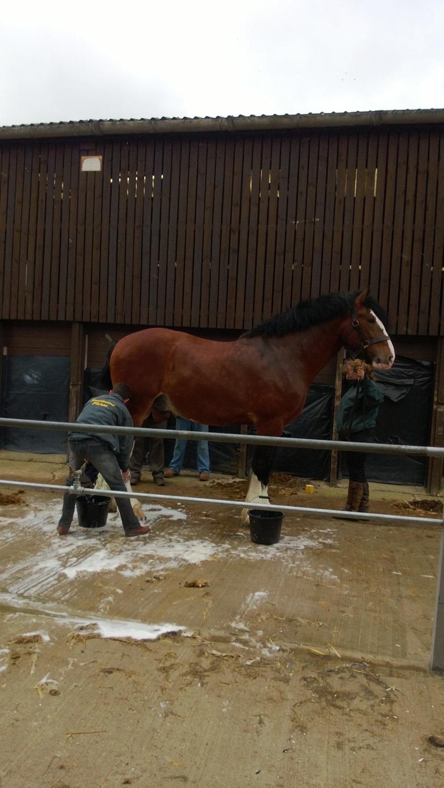 Verdens største shire show i Peterborough 2013 billede 76