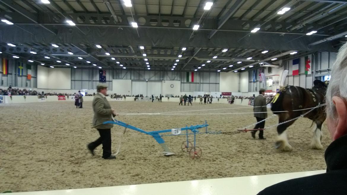 Verdens største shire show i Peterborough 2013 billede 80