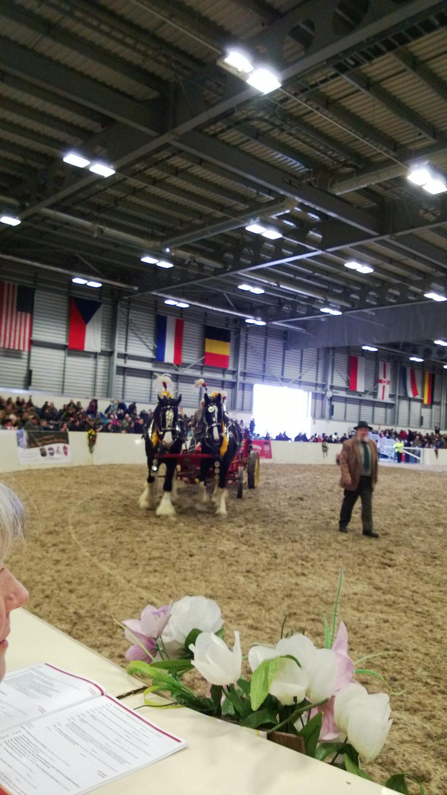 Verdens største shire show i Peterborough 2013 billede 82