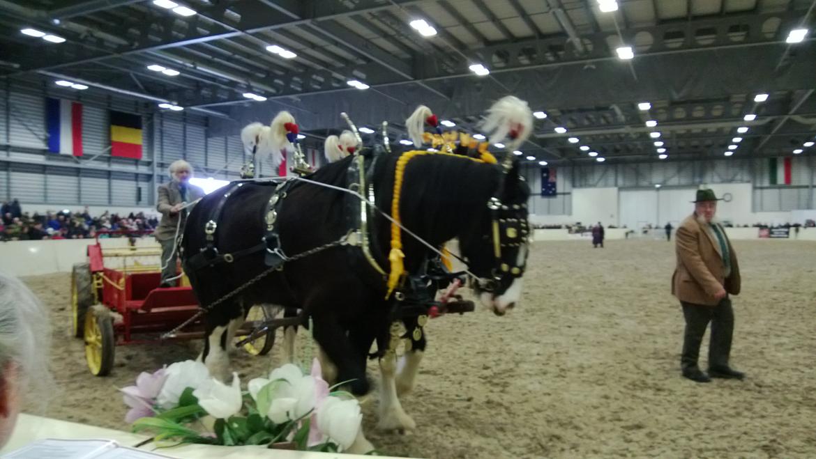 Verdens største shire show i Peterborough 2013 billede 83