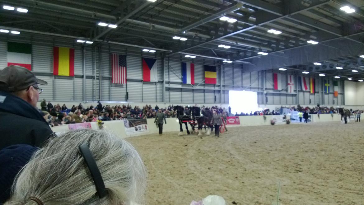 Verdens største shire show i Peterborough 2013 billede 84