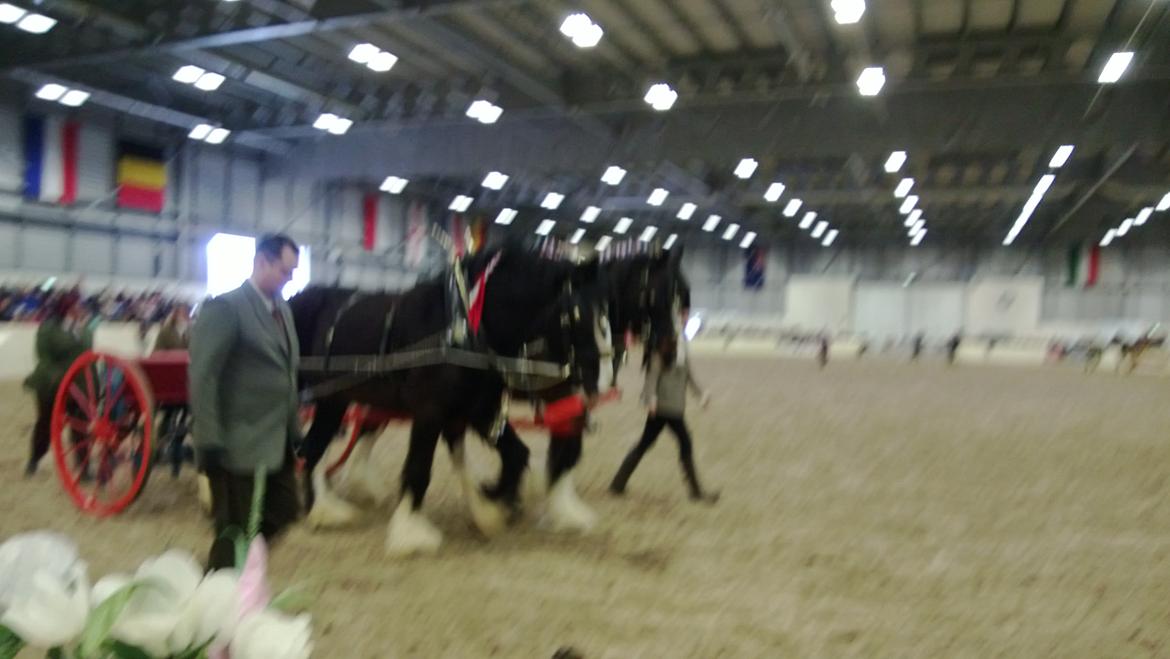 Verdens største shire show i Peterborough 2013 billede 85