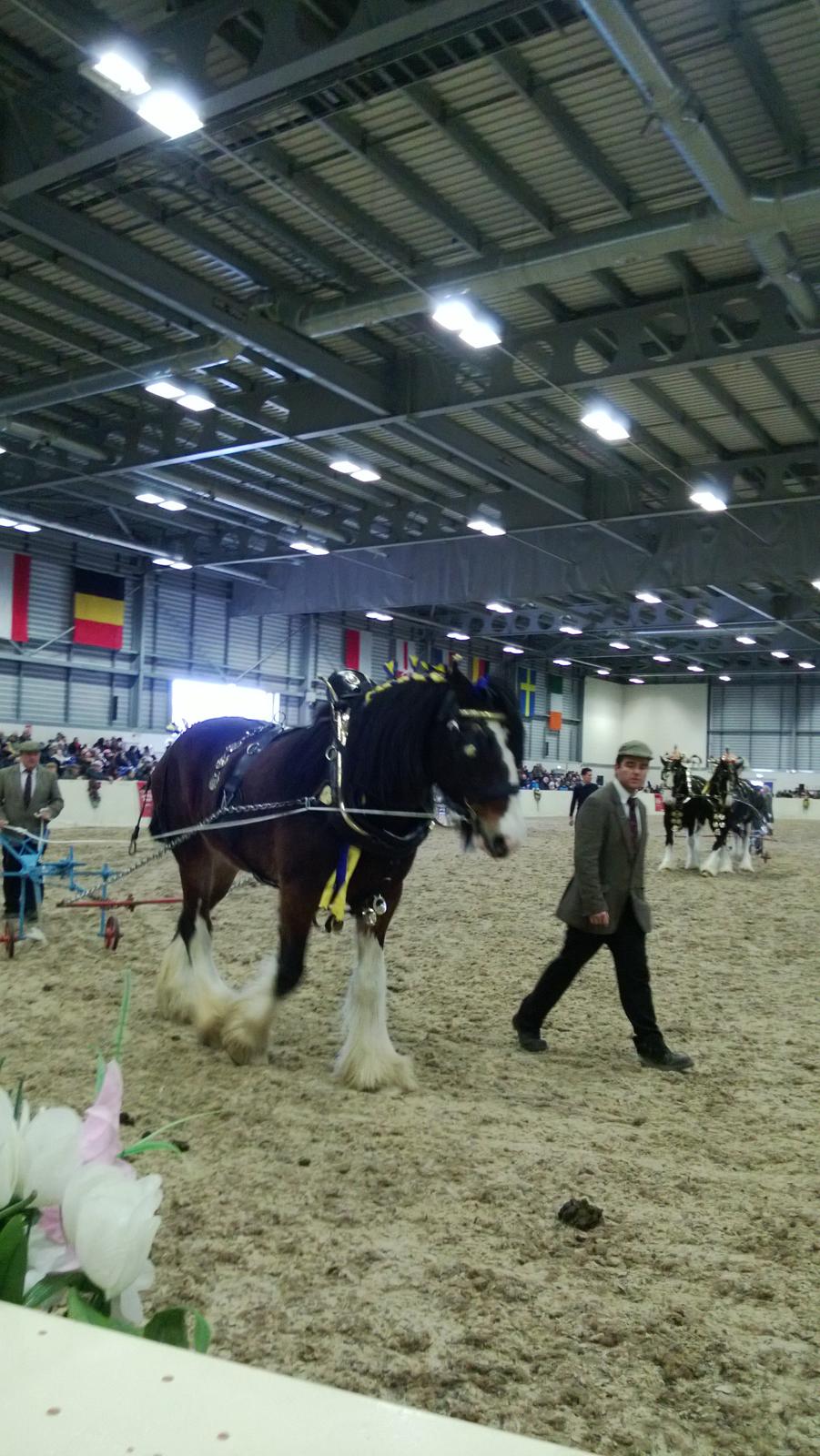 Verdens største shire show i Peterborough 2013 billede 86