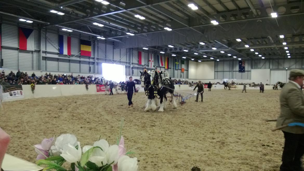 Verdens største shire show i Peterborough 2013 billede 87