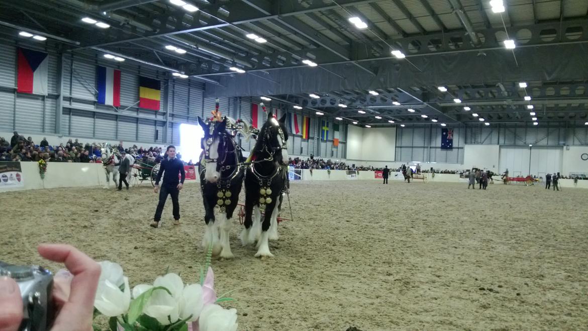 Verdens største shire show i Peterborough 2013 billede 88