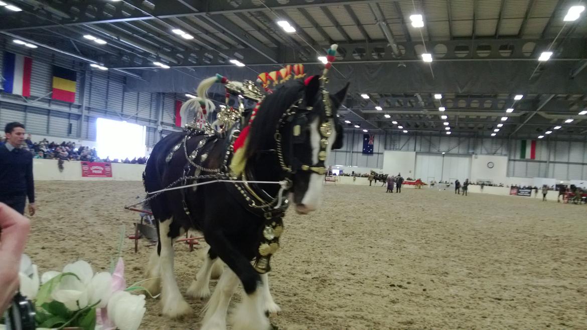 Verdens største shire show i Peterborough 2013 billede 89