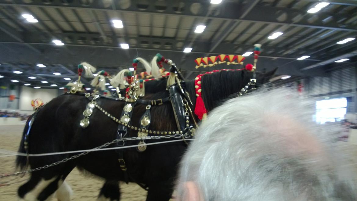 Verdens største shire show i Peterborough 2013 billede 90