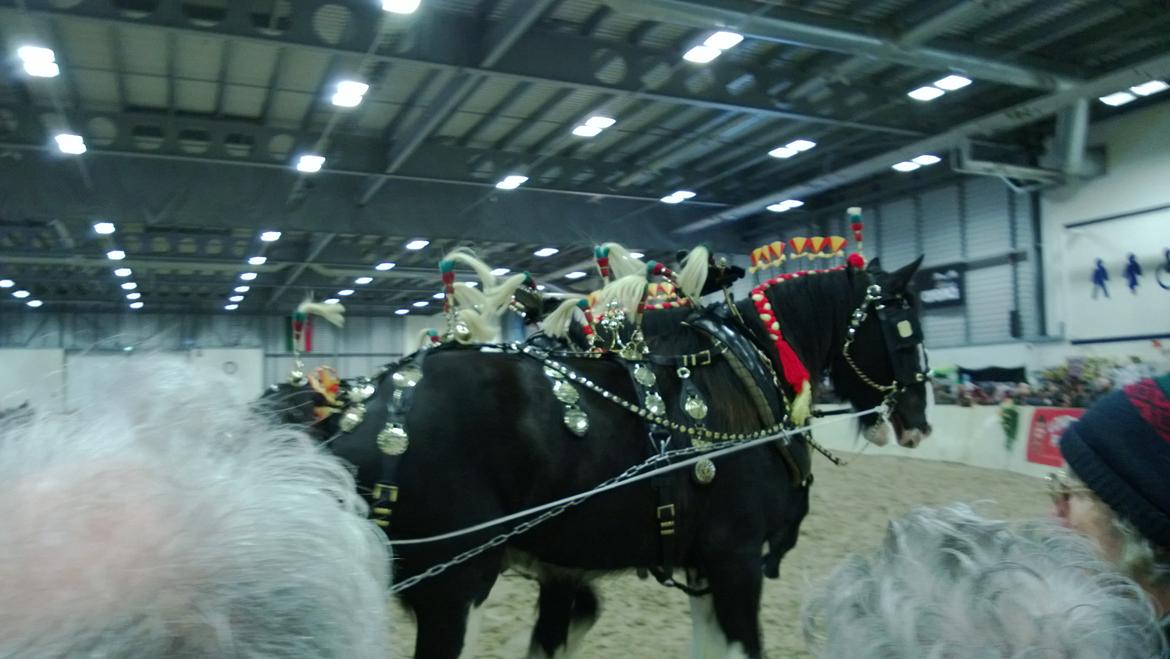 Verdens største shire show i Peterborough 2013 billede 91