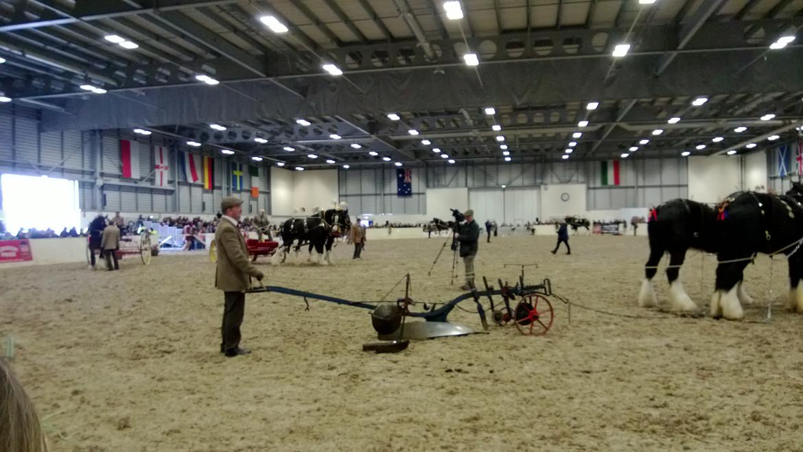 Verdens største shire show i Peterborough 2013 billede 92