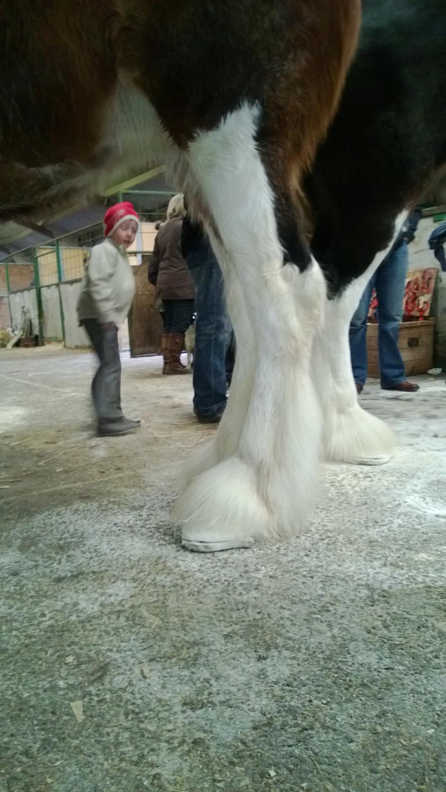 Verdens største shire show i Peterborough 2013 - Igen en noget anderledes skoning, man vil gerne have hestens bagben så samlet som muligt, derfor skoer de dem "lidt" i vinkel, som jeg forstod det. billede 95