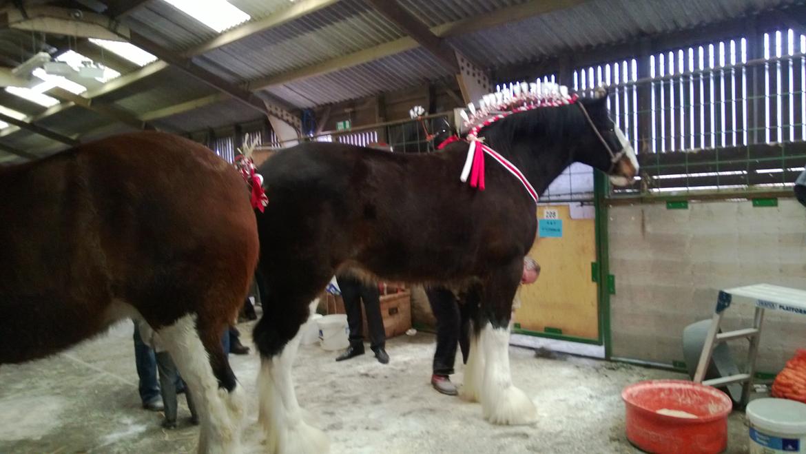 Verdens største shire show i Peterborough 2013 billede 96