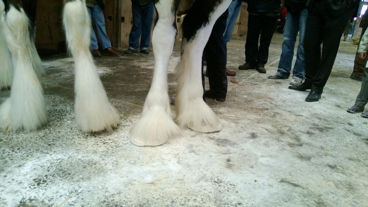 Verdens største shire show i Peterborough 2013 billede 97