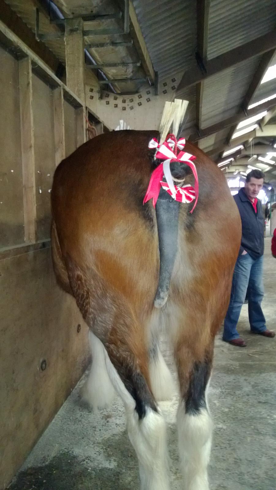 Verdens største shire show i Peterborough 2013 billede 99