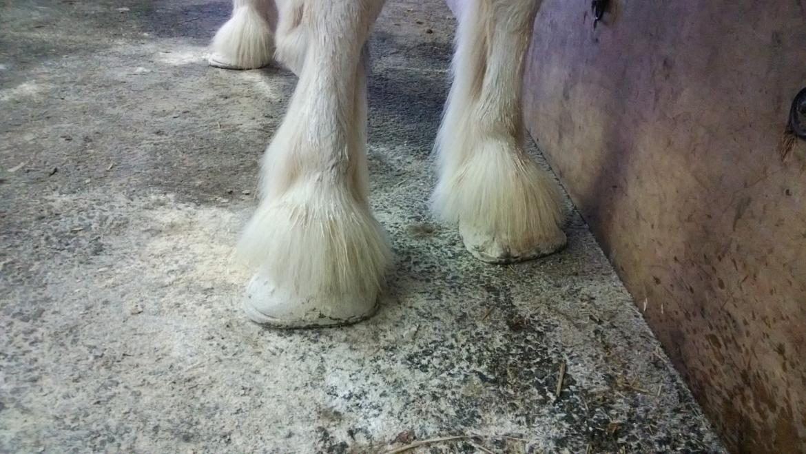 Verdens største shire show i Peterborough 2013 billede 100