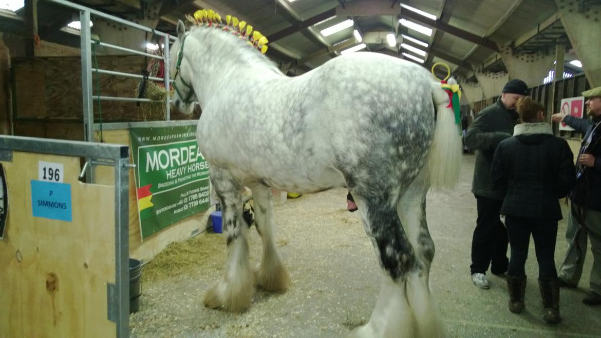 Verdens største shire show i Peterborough 2013 billede 101