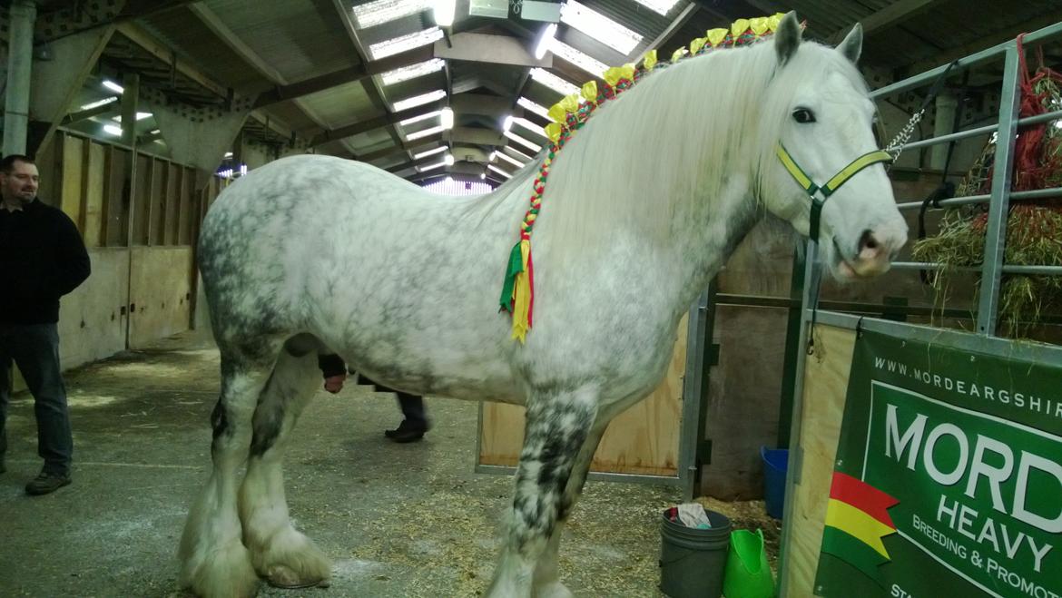 Verdens største shire show i Peterborough 2013 billede 102