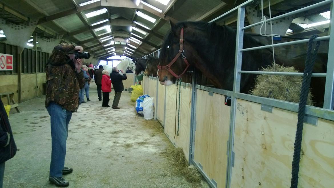 Verdens største shire show i Peterborough 2013 billede 103