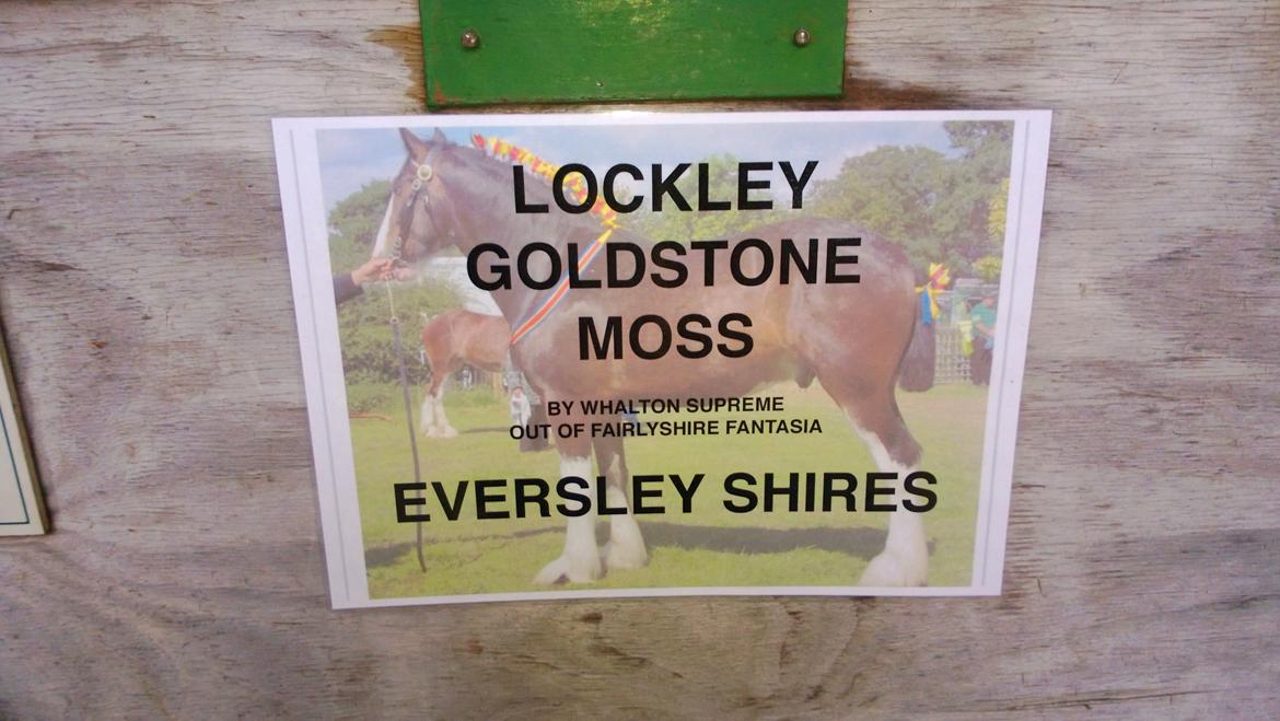 Verdens største shire show i Peterborough 2013 billede 104