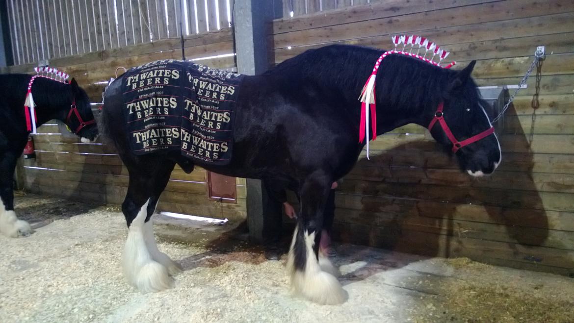 Verdens største shire show i Peterborough 2013 billede 107