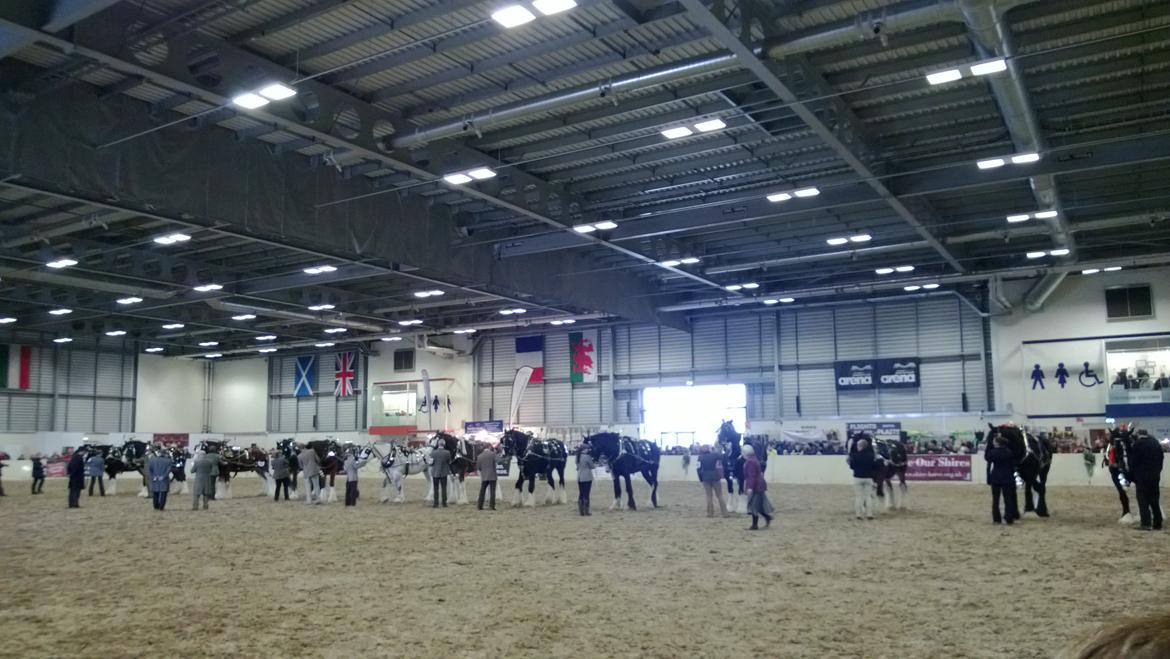 Verdens største shire show i Peterborough 2013 billede 109