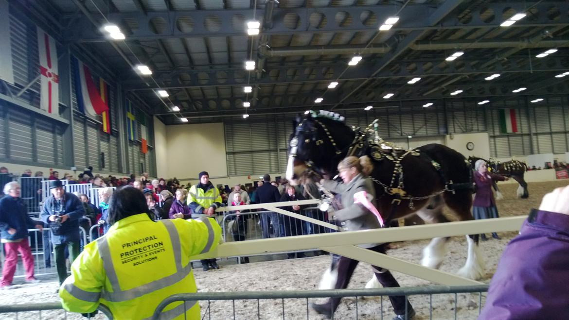 Verdens største shire show i Peterborough 2013 billede 110