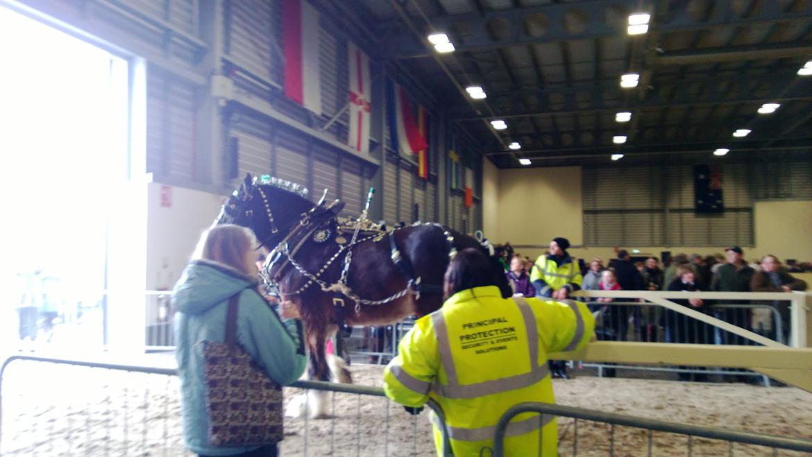 Verdens største shire show i Peterborough 2013 billede 111