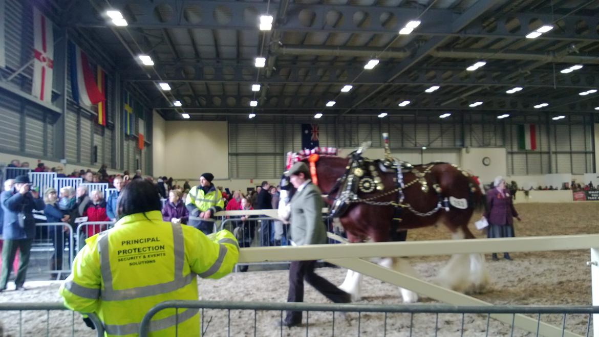 Verdens største shire show i Peterborough 2013 billede 113