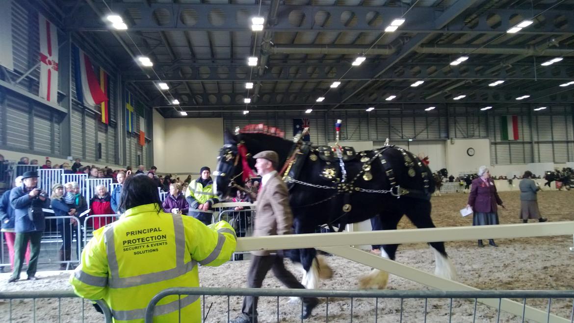 Verdens største shire show i Peterborough 2013 billede 114