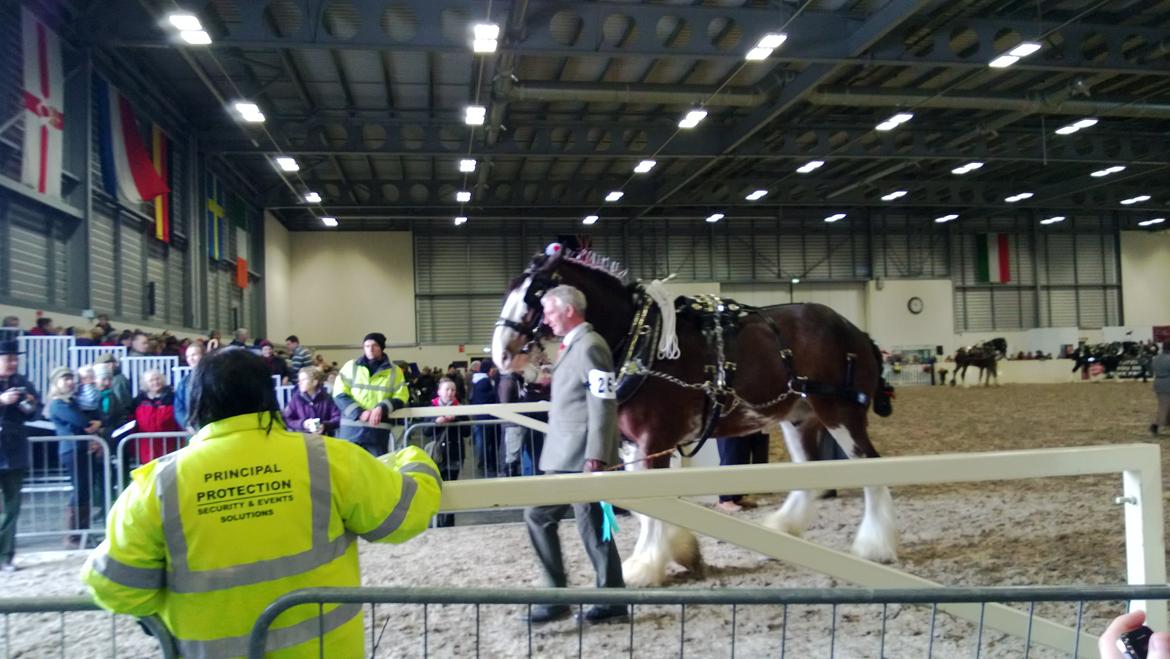 Verdens største shire show i Peterborough 2013 billede 115