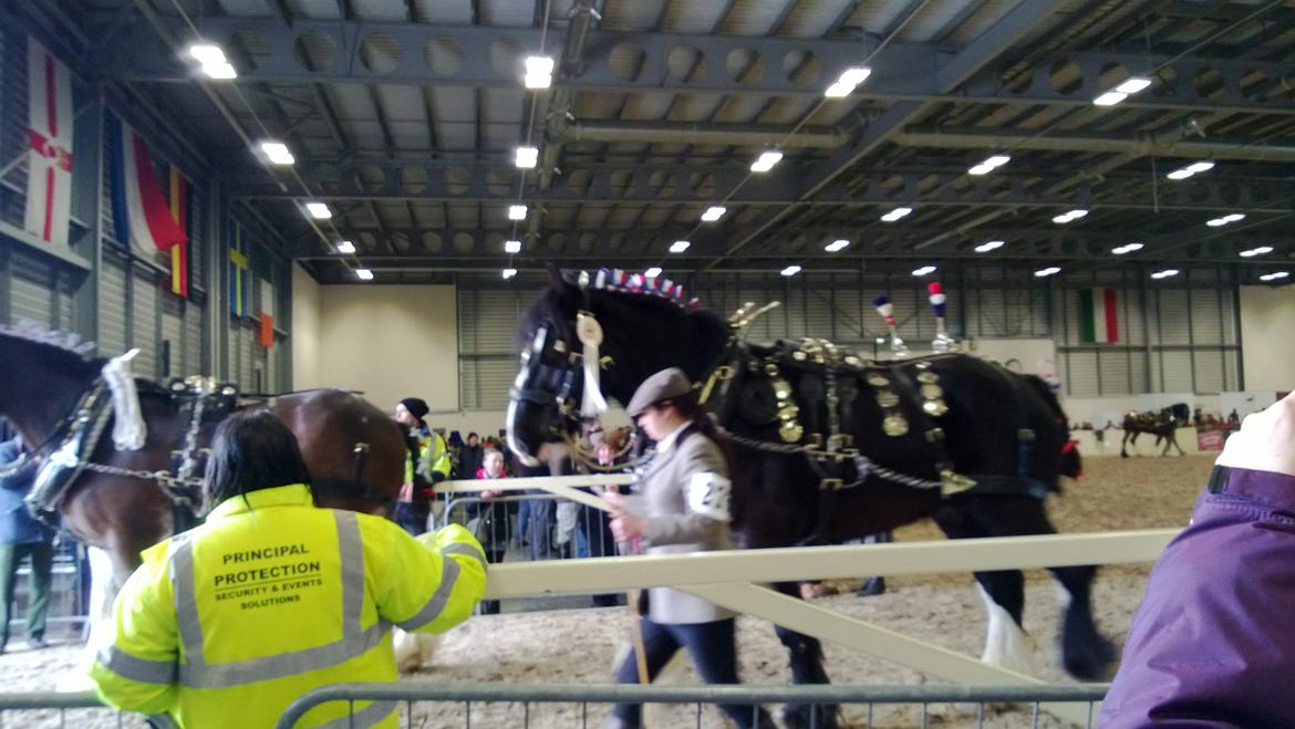 Verdens største shire show i Peterborough 2013 billede 116