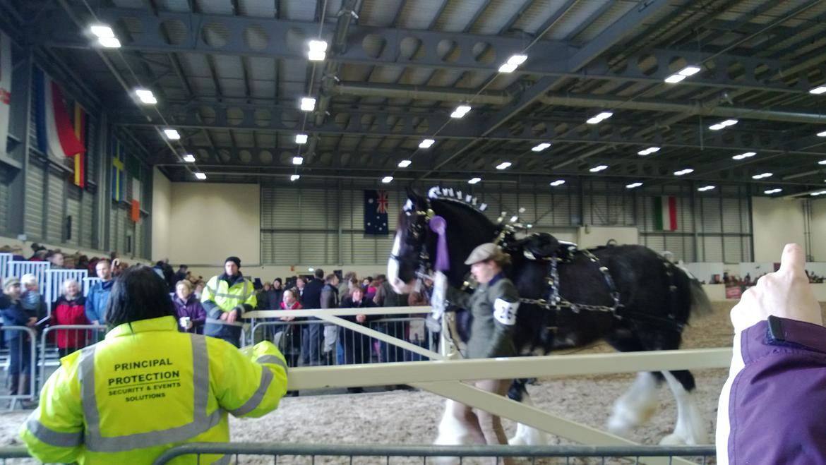 Verdens største shire show i Peterborough 2013 billede 117