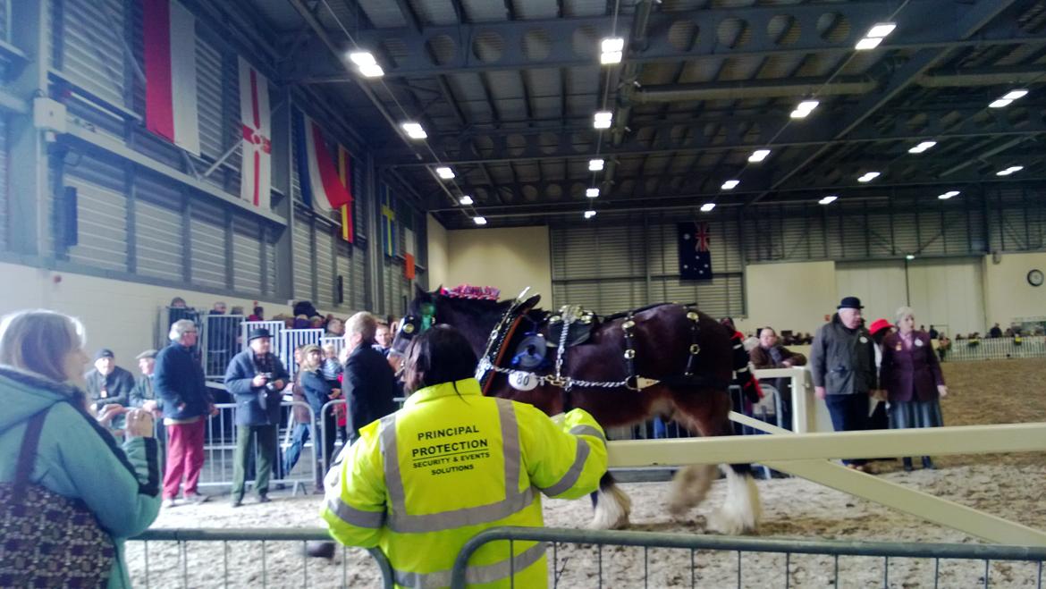 Verdens største shire show i Peterborough 2013 billede 118