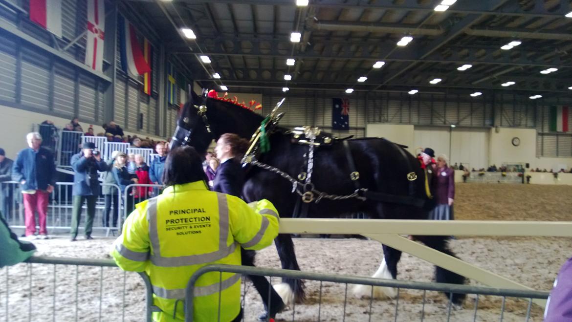 Verdens største shire show i Peterborough 2013 billede 119