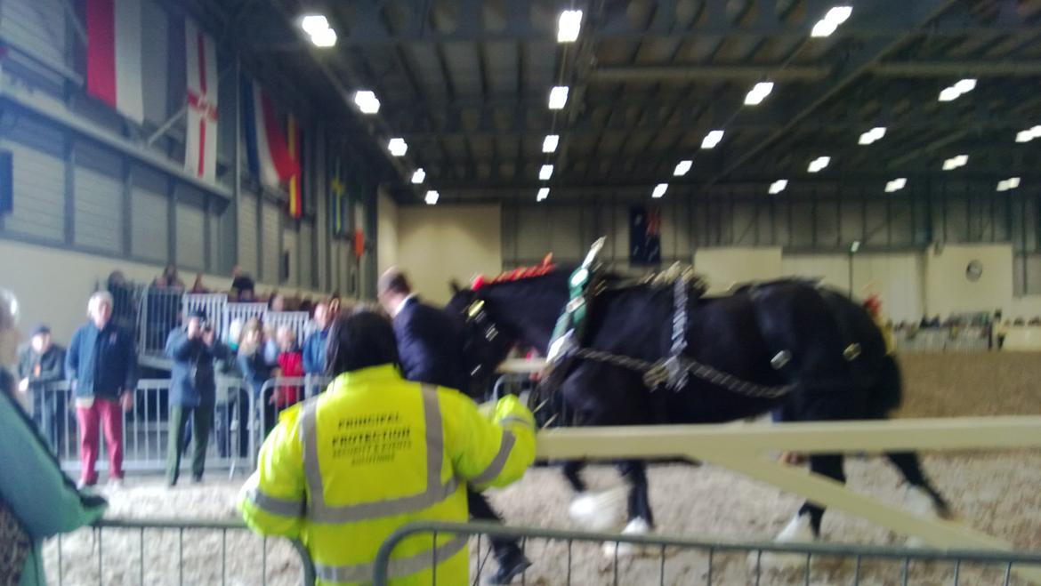 Verdens største shire show i Peterborough 2013 billede 120