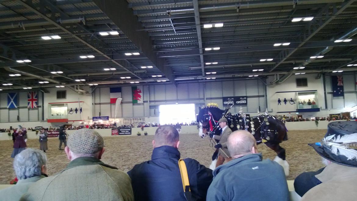 Verdens største shire show i Peterborough 2013 billede 121