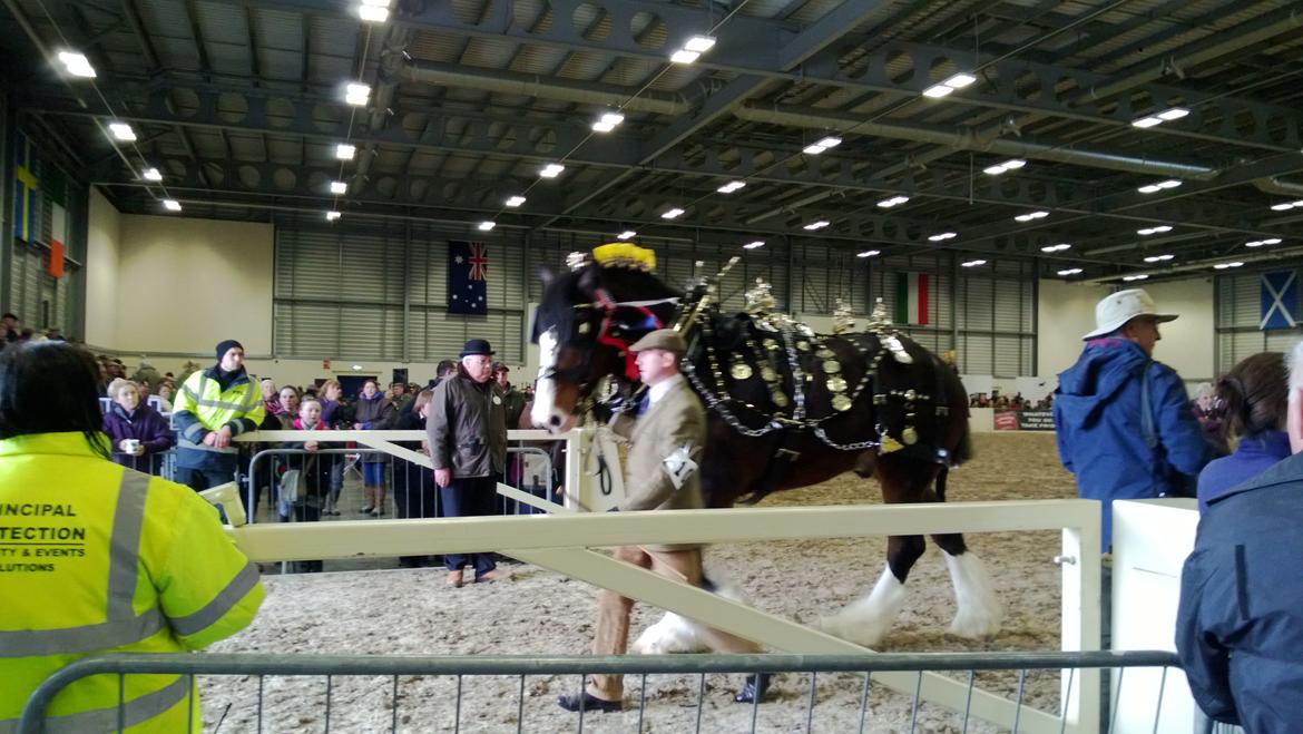 Verdens største shire show i Peterborough 2013 billede 122