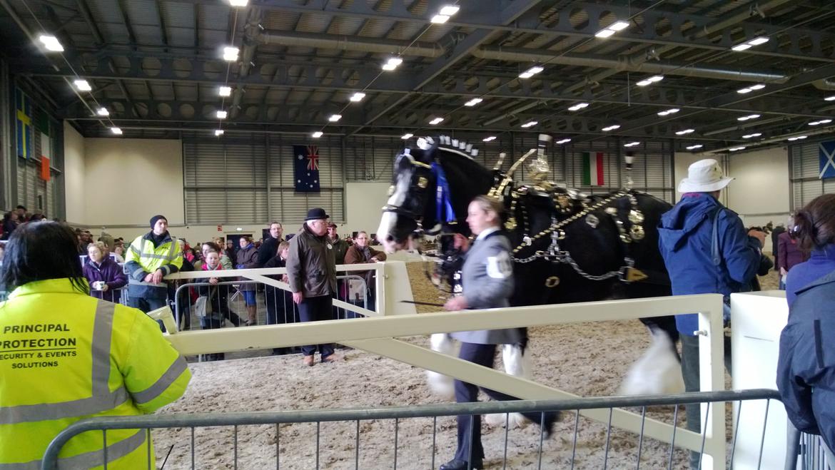 Verdens største shire show i Peterborough 2013 billede 123