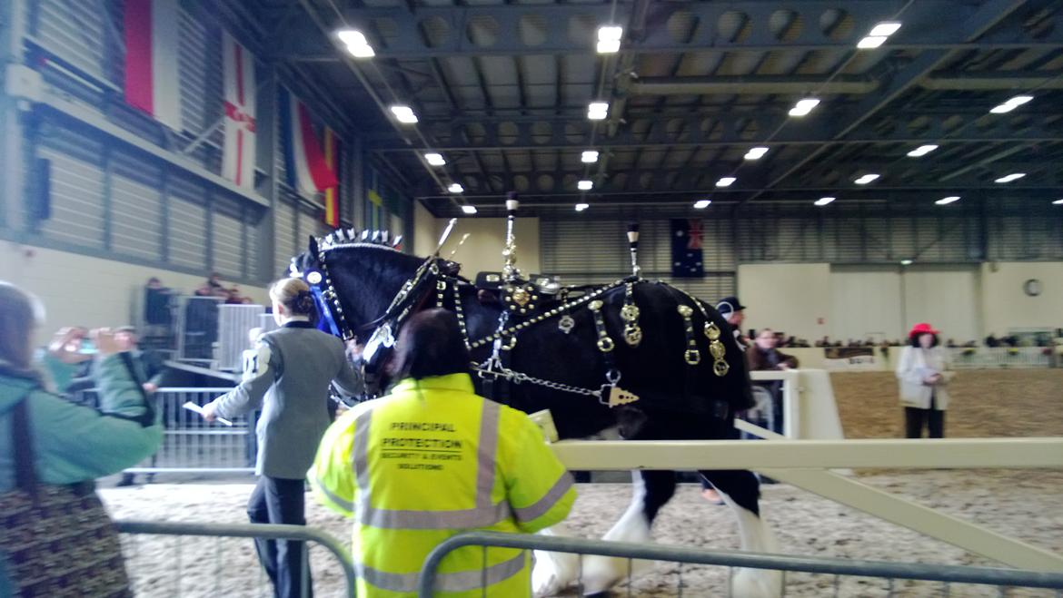 Verdens største shire show i Peterborough 2013 billede 124