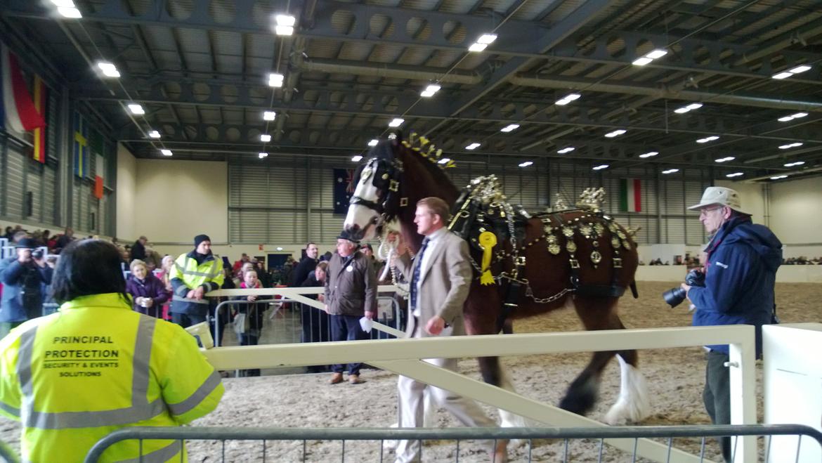 Verdens største shire show i Peterborough 2013 billede 125