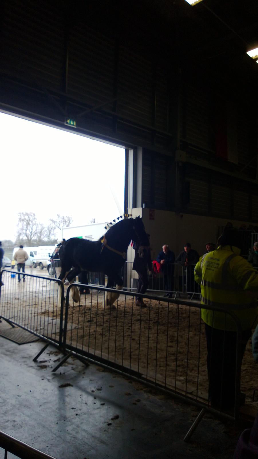 Verdens største shire show i Peterborough 2013 billede 126