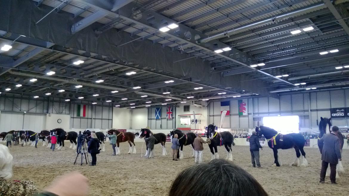 Verdens største shire show i Peterborough 2013 billede 127