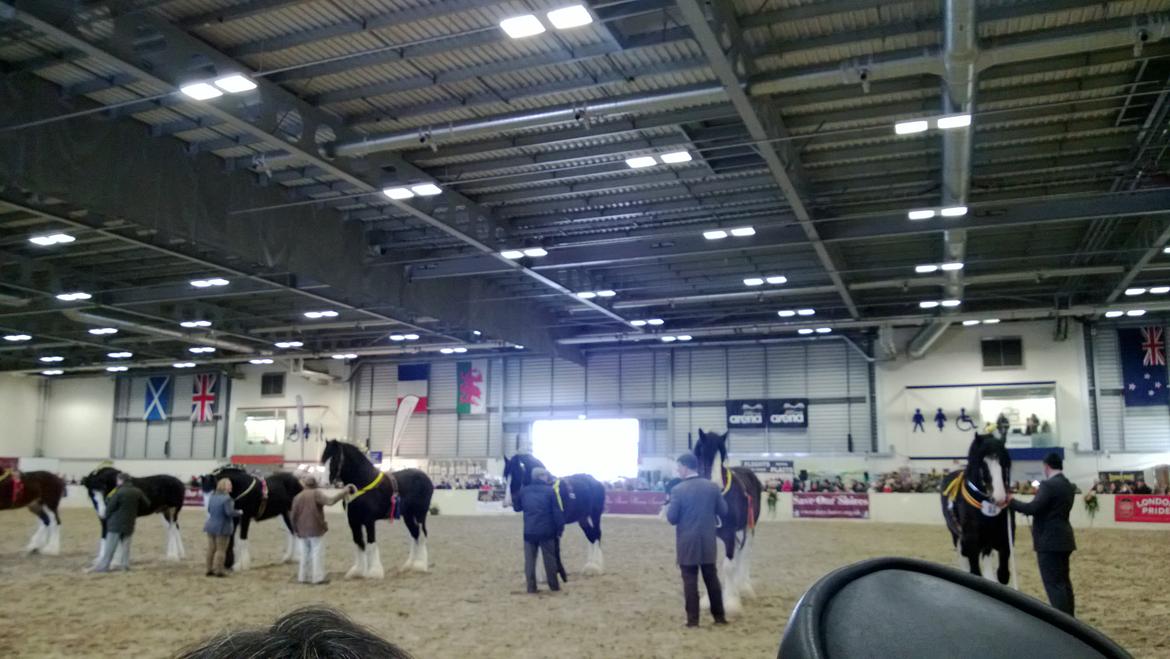 Verdens største shire show i Peterborough 2013 billede 128